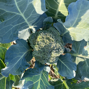 Organic Broccoli - บร็อคโคลี