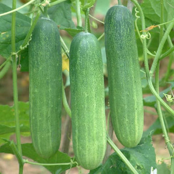 Organic Thai Cucumber - แตงกวา