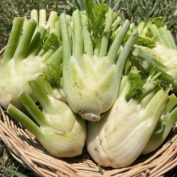 Organic Fennel Head - หัวยี่หร่า