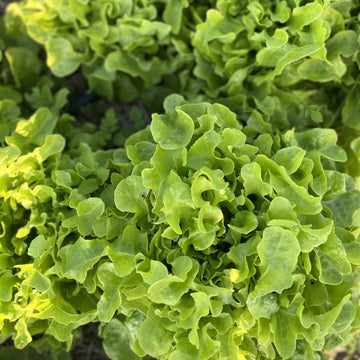 Organic Green Oak Lettuce - กรีนโอ๊ค
