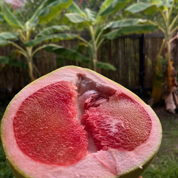 Organic Pink Pomelo - ส้มโอสีชมพู