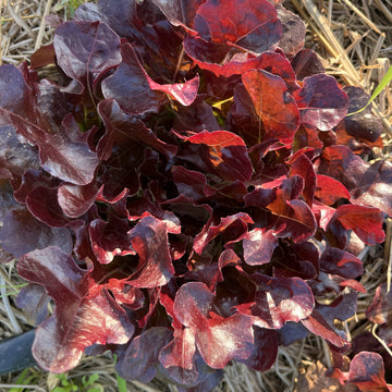 Organic Red Oak Lettuce - เรดโอ๊ค