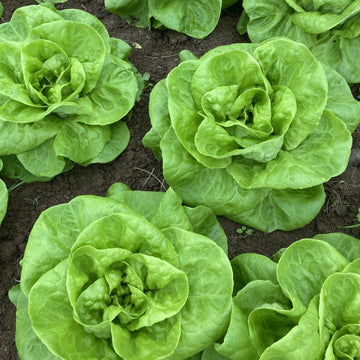 Green Butterhead Lettuce - สลัดบัตเตอร์เฮดสีเขียว
