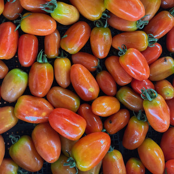 Organic Cherry Queen Tomato - มะเขือเทศราชินี