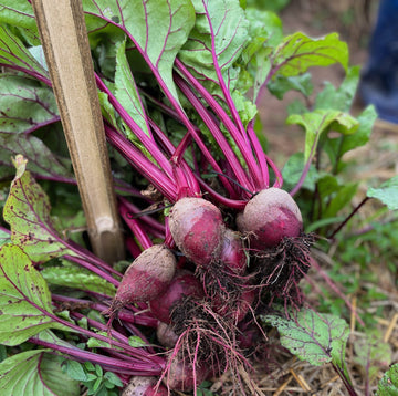 Organic Beetroot - บีตรูต