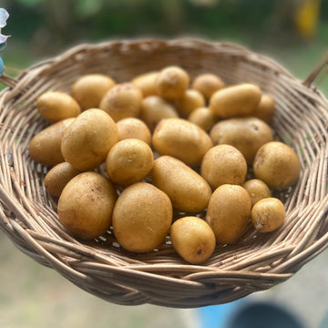 Organic Potatoes - มันฝรั่ง