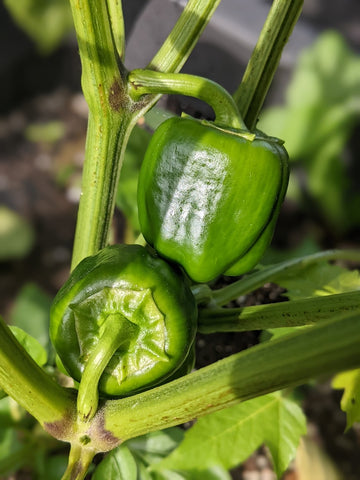 Organic Green Bell Pepper - พริกหยวกสีเขียว