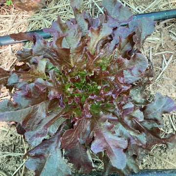 Organic Red Batavia Lettuce - เรดบัตตาเวียร์