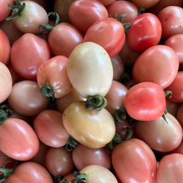 Organic Sida Tomato - มะเขือเทศสีดา