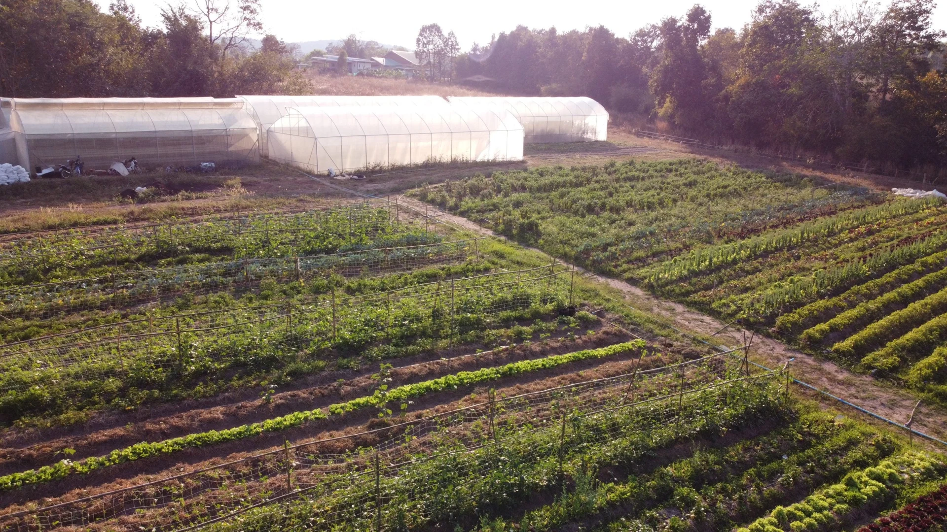 Wholesale & Grow to Order