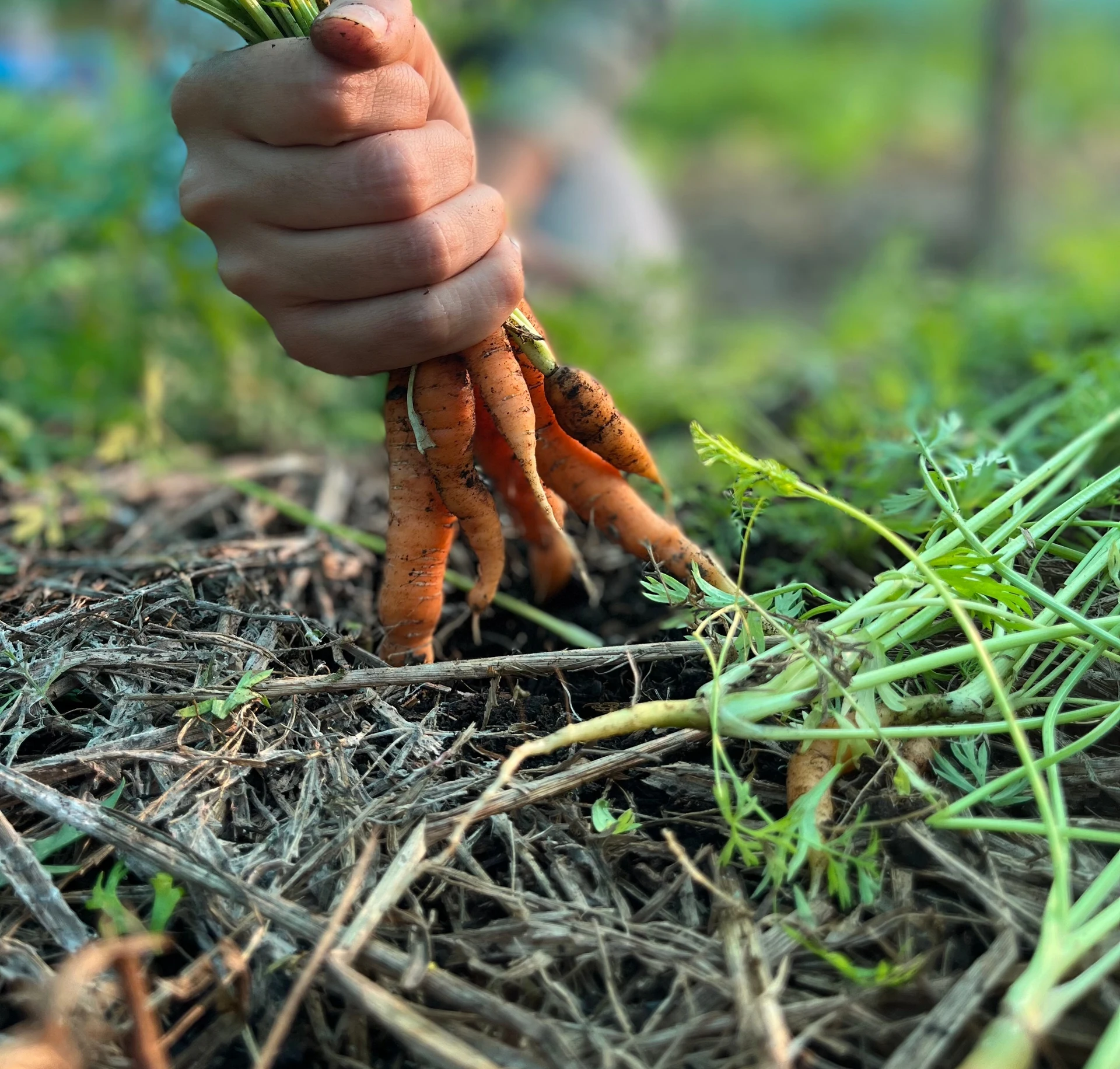 Freshly harvested carrots from the farm