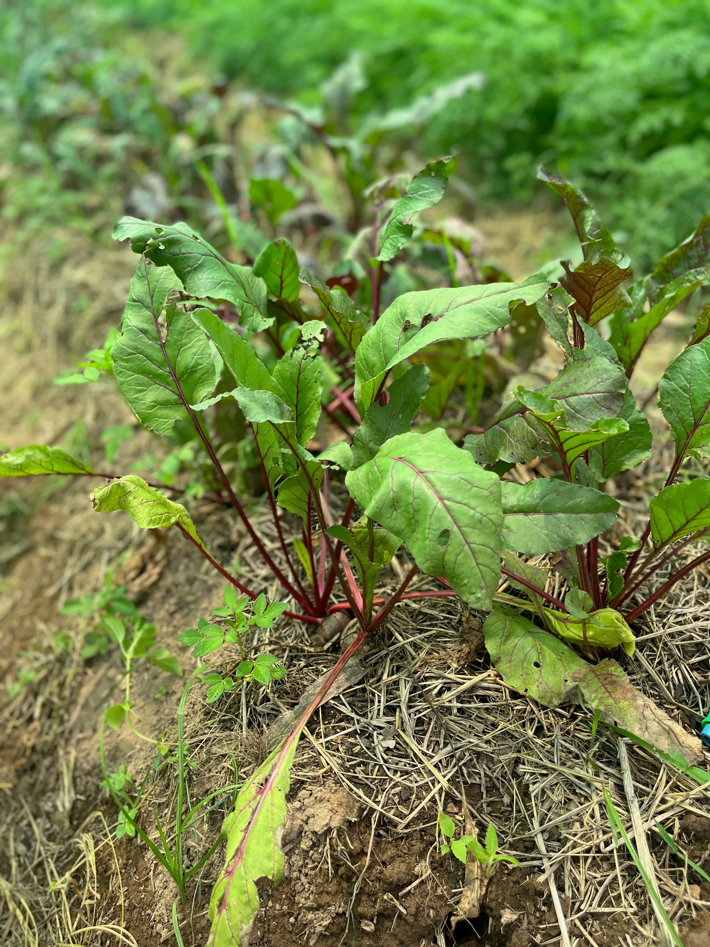 Nourishing the Soil