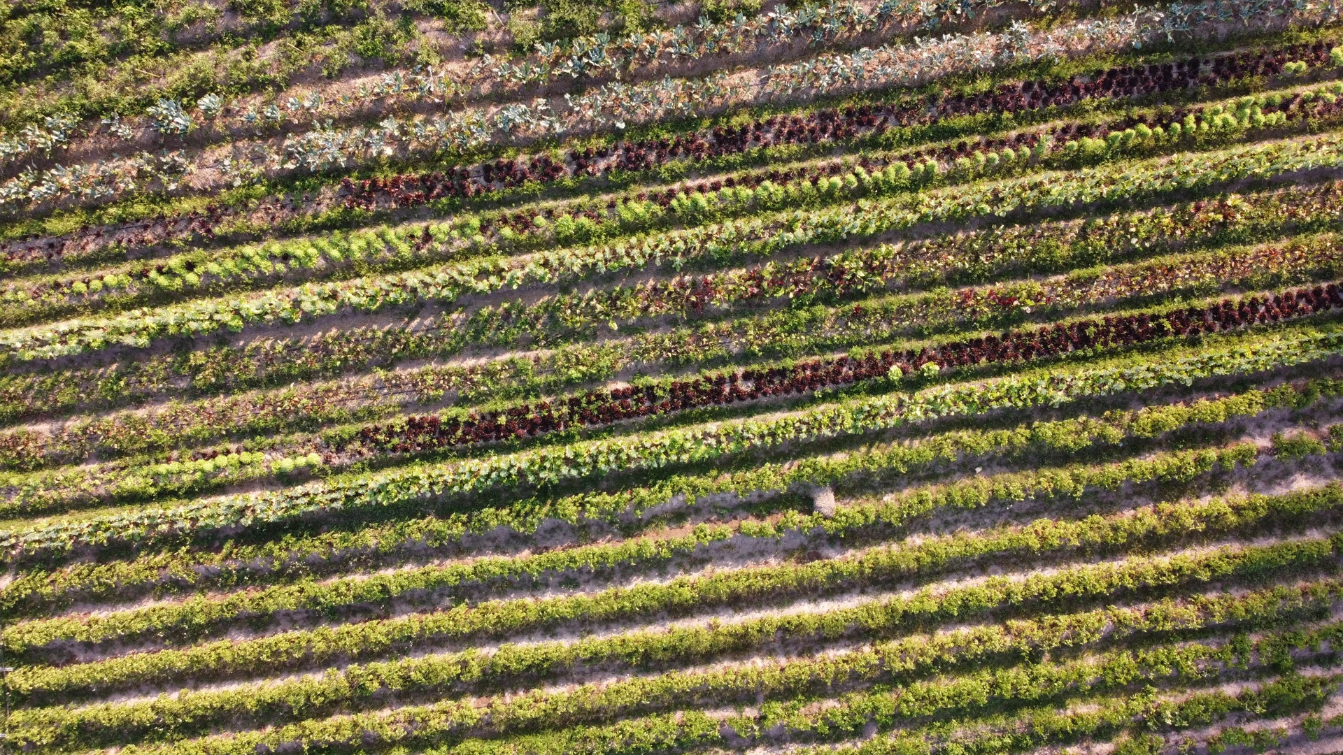 We Grow Nutrient-dense Food