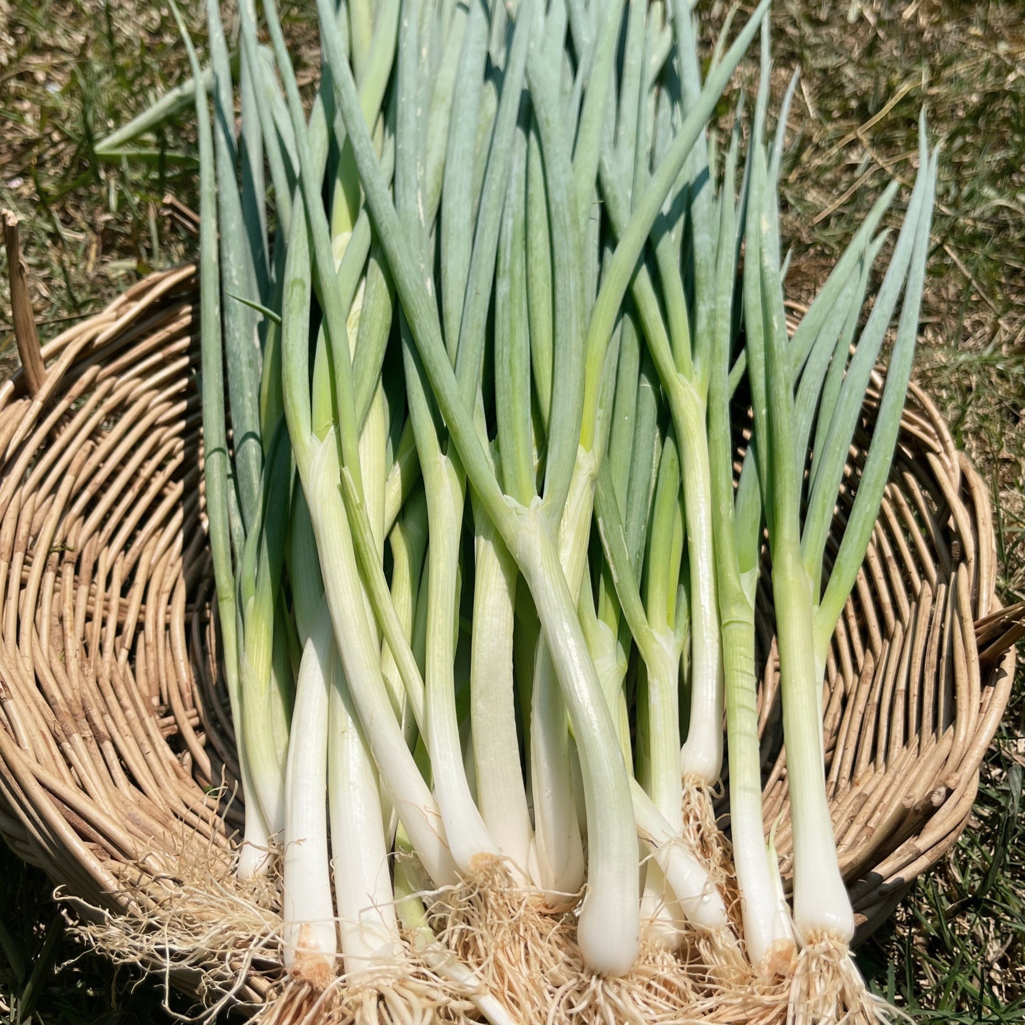Organic Spring Onions - ต้นหอม