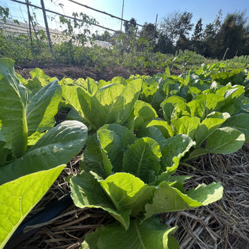 Organic Green Cos Lettuce - กรีนคอส